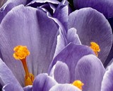 by Tanya Antimirova