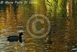 by Maria Paola Di Santo