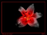 by Rhonda Costa