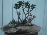 by Pedra Viva mini jardins
