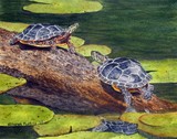 by Sharon Farber