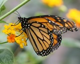 by Debra Brettschneider