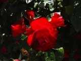by Debra Kott