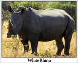by Wia Cronje