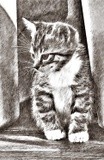 by Vicki Pelham
