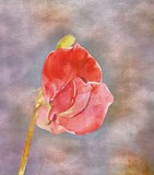 by Eva  Harvey