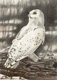 by John Houle