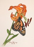 by Laura Horning