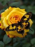 by Mihaela B