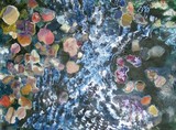 by nancy lissaman