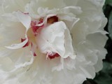 by Trisha Allard