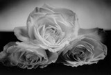 by John A. Benigno
