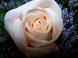 by CS  Moring