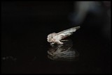 by Astrid Lohin