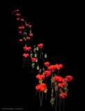 by Michelle Duerden