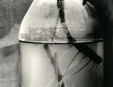 by Diane Epstein