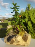 by Pedra Viva mini jardins
