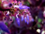 by Orian Ambient