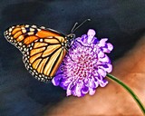by Debra Brettschneider