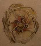 by Dana Koffenberger
