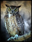 by Dean Johnson