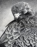 by John Houle