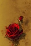 by Mihaela B
