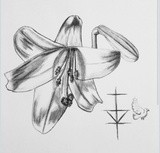 by Karina Hopkins