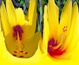 by Ginger Olansen