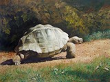 by Svitozar Nenyuk