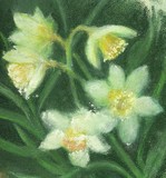 by Lynne Chrapliwy