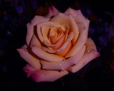by Susan G 