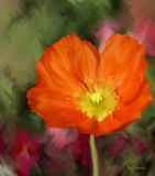 by Terry Harris