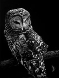 by Heather Ward