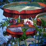 by John Lautermilch