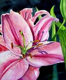 by Lori  Andrews