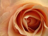 by Rhonda Barrett