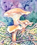 by Nana Kreegar