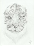 by Vikii Breeds