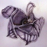 by Dana Koffenberger