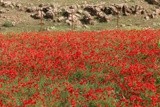 by Rachid KADRI