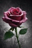 by Mihaela B