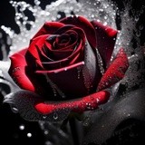 by Mihaela B