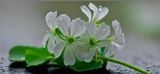 by Mihaela B