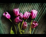 by DEE JOBES PHOTOGRAPHY