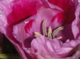 by Linda Bertiaux