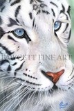 by Randy Fawcett