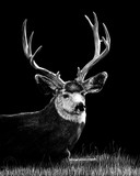 by Heather Ward