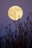 by Jim Crotty