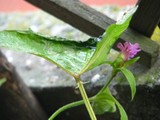 by Heli Aarniranta